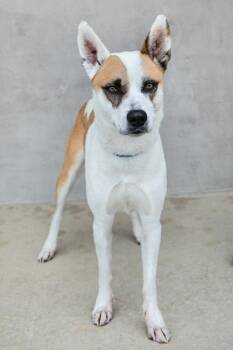 Chloe -  Mixed Breed Dog for Adoption in Longmont, Colorado - Chloe | PetCurious