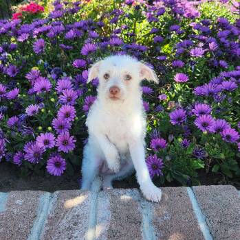 Chihuahua and Terrier Dogs Available for Adoption - Baja Blast | PetCurious