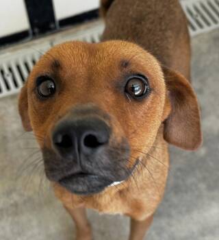 Nefertiti -  Redbone Coonhound Dog for Adoption in Washington, District Of Columbia - Nefertiti | PetCurious
