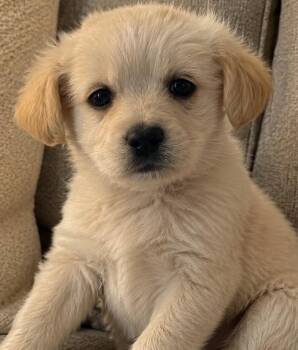 Goldendoodle and Poodle Dogs Available for Adoption in Cerritos, California - Posha | PetCurious
