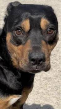 Rottweiler and Mixed Breed Dogs Available for Adoption - A651297 | PetCurious