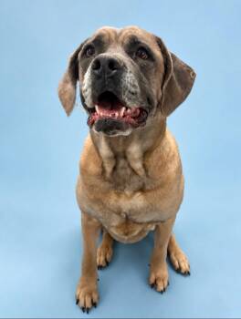 Frankie -  Mastiff Dog for Adoption in Rock Springs, Wyoming - Frankie | PetCurious