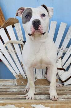 Rescue Staffordshire Bull Terrier Dogs for Adoption in Santa Monica, California - Timmy | PetCurious