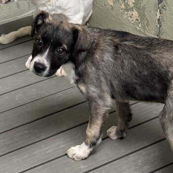 Mixed Breed Dogs Available for Adoption in Eureka Springs, Arkansas - Valor | PetCurious