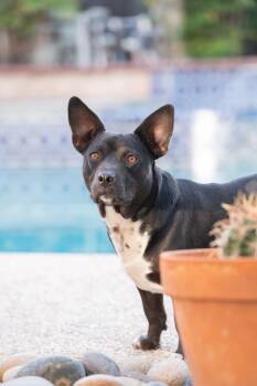 Chihuahua and Pit Bull Terrier Dogs Available for Adoption in Tracy, California - Sammy | PetCurious