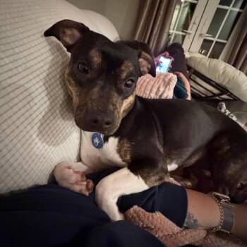 Chihuahua Dogs Available for Adoption in Apache Junction, Arizona - Edamame | PetCurious