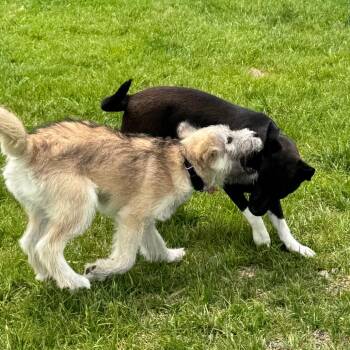 Duchess Scully-Lotus -  Mixed Breed Dog for Adoption in Wheeling, Illinois - Duchess Scully-Lotus | PetCurious