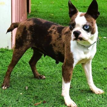 Bailey -  Boston Terrier Dog for Adoption in Zionsville, Indiana - Bailey | PetCurious