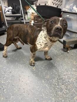 Edgar -  Pit Bull Terrier Dog for Adoption in Morristown, Tennessee - Edgar | PetCurious