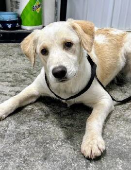 Cosmo -  Yellow Labrador Retriever and Great Pyrenees Dog for Adoption in Scottsburg, Indiana - Cosmo | PetCurious