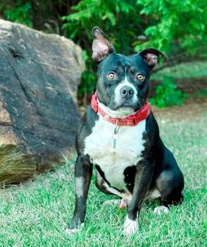 Biggie -  Mixed Breed Dog for Adoption in Macon, Georgia - Biggie | PetCurious