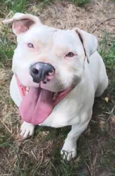 American Bully Dogs Available for Adoption - Mandy | PetCurious