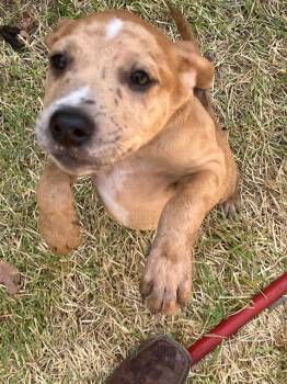 JIM -  Mixed Breed Dog for Adoption in Dallas, Texas - JIM | PetCurious
