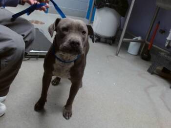Pit Bull Terrier Dogs Available for Adoption in Albuquerque, New Mexico - LOLA | PetCurious
