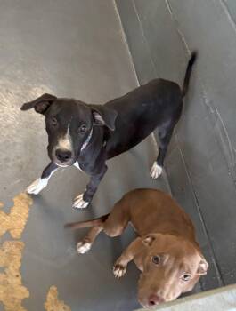 Rescue American Staffordshire Terrier Dogs for Adoption in Edna, Texas - Roy - On Hold | PetCurious