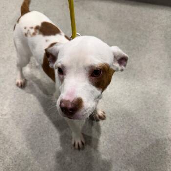 Halo -  Terrier and Mixed Breed Dog for Adoption in Clearwater, Florida - Halo | PetCurious