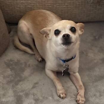 Kyle -  Chihuahua Dog for Adoption in Marana, Arizona - Kyle | PetCurious