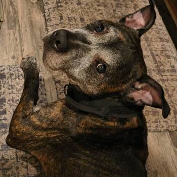 Erin -  Pit Bull Terrier Dog for Adoption in Flintstone, Maryland - Erin | PetCurious