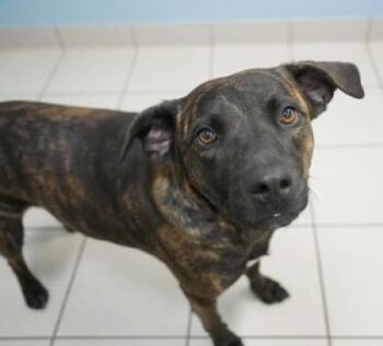Rescue Plott Hound and Mixed Breed Dogs for Adoption in Bowling Green, Kentucky - Ruby | PetCurious