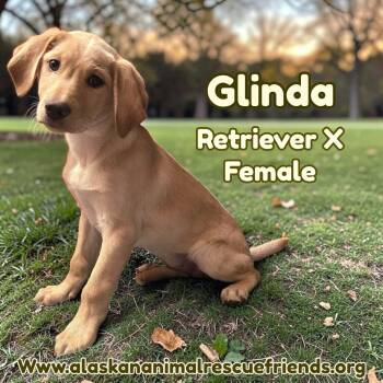 Glinda -  Retriever Dog for Adoption in Anchorage, Alaska - Glinda | PetCurious