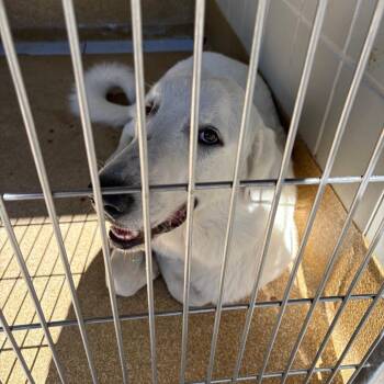 Stefan -  Great Pyrenees and Mixed Breed Dog for Adoption in League City, Texas - Stefan | PetCurious