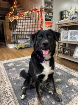 Rescue Black Labrador Retriever and Terrier Dogs for Adoption in Foley, Alabama - Cookie | PetCurious