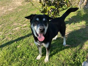 Rescue Husky and Mixed Breed Dogs for Adoption in Ocala, Florida - OL' ROY | PetCurious