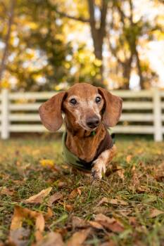Rescue Dachshund Dogs for Adoption in Hillsborough, North Carolina - Gummy Bear | PetCurious