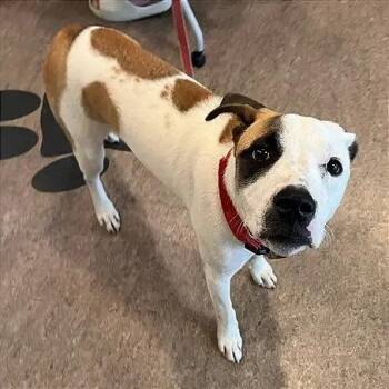 Brando -  Terrier Dog for Adoption in Brentwood, Missouri - Brando | PetCurious