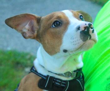 Rolf -  Mixed Breed Dog for Adoption - Rolf | PetCurious