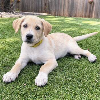 Henny -  Labrador Retriever and Yellow Labrador Retriever Dog for Adoption in Corpus Christi, Texas - Henny | PetCurious
