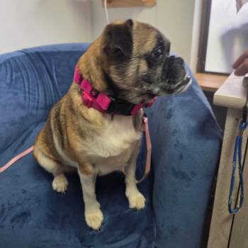 Belle -  Pug and Beagle Dog for Adoption in Belfair, Washington - Belle | PetCurious
