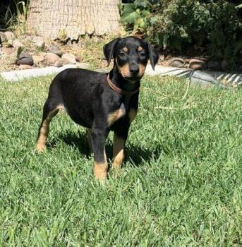 Belle -  Doberman Pinscher Dog for Adoption in Henderson, Nevada - Belle | PetCurious