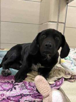 Rescue Mixed Breed Dogs for Adoption in Munster, Indiana - Buddah | PetCurious