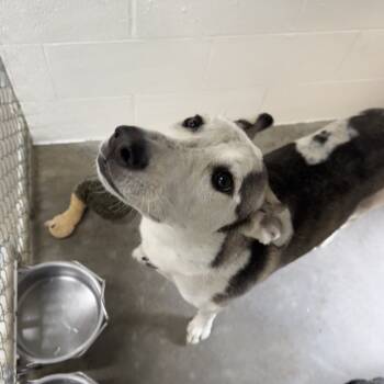 Rescue Husky Dogs for Adoption in Buellton, California - Annabeth | PetCurious