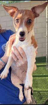 Elle May -  Jack Russell Terrier Dog for Adoption in Murphy, Texas - Elle May | PetCurious