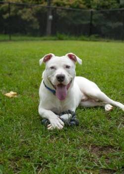 Gaspar 63848 -  Mixed Breed Dog for Adoption in Aiken, South Carolina - Gaspar 63848 | PetCurious