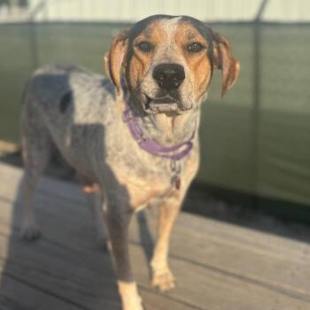 Jewel/Mom -  Bluetick Coonhound Dog for Adoption in St. Peters, Missouri - Jewel/Mom | PetCurious
