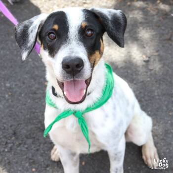 Rescue Shepherd and Hound Dogs for Adoption in Washington, District Of Columbia - Edmond | PetCurious