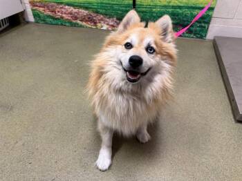 Pomeranian and Siberian Husky Dogs Available for Adoption in Moreno Valley, California - A550704 | PetCurious