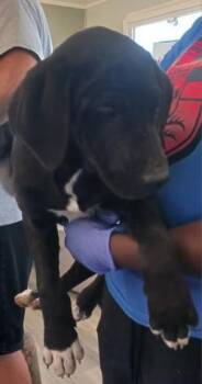 Kestrel -  Labrador Retriever and Mixed Breed Dog for Adoption in West Memphis, Arkansas - Kestrel | PetCurious