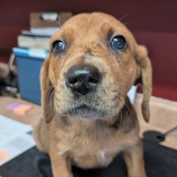 Mixed Breed Dogs Available for Adoption in Huntsville, Arkansas - (Event 5/20) Sissy | PetCurious