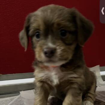 TANGERINE DREAM -  Terrier and Mixed Breed Dog for Adoption in Richmond, California - TANGERINE DREAM | PetCurious