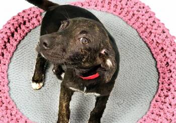 JOLEE -  Labrador Retriever and Mixed Breed Dog for Adoption in Fort Lauderdale, Florida - JOLEE | PetCurious