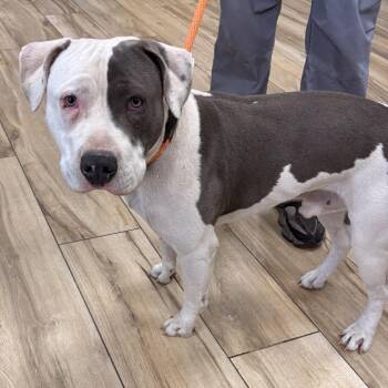 Pit Bull Terrier Dogs Available for Adoption in Newark, New Jersey - Greg | PetCurious