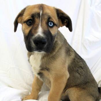 Husky Dogs Available for Adoption in Michigan City, Indiana - Cosmo | PetCurious
