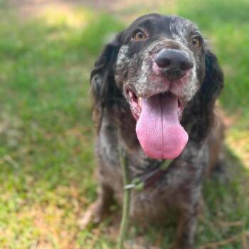 Truffles -  Mixed Breed Dog for Adoption in East Hanover, New Jersey - Truffles | PetCurious