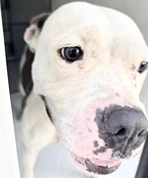 A660213 -  Pit Bull Terrier and Mixed Breed Dog for Adoption in Houston, Texas - A660213 | PetCurious