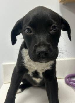 May (Mx5) -  Shepherd Dog Available for Adoption in Hartsville, South Carolina - May (Mx5) | PetCurious