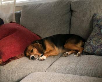 Retired Research Beagles -  Beagle Dog for Adoption in Bothell, Washington - Retired Research Beagles | PetCurious